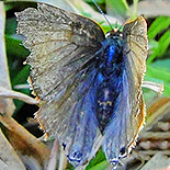 Deudorix vansoni